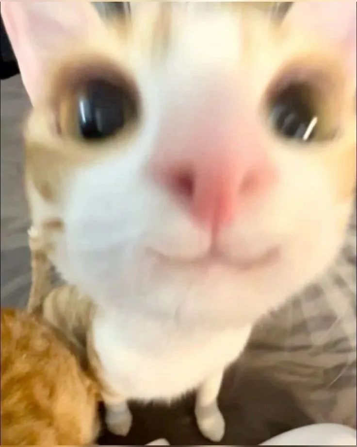 camera roll says hello